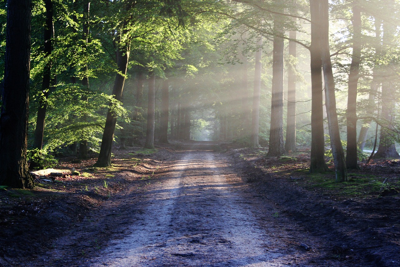 Camino que cruza un bosque y en el que se filtra la luz del sol entre los arboles.